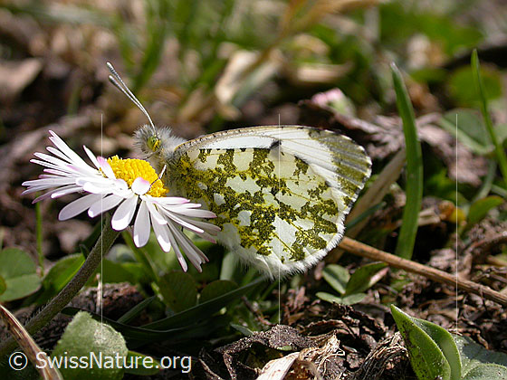 Photo: Anthocharis cardamines on Bellis perennis. Female. Wings almost closed. View from the side.