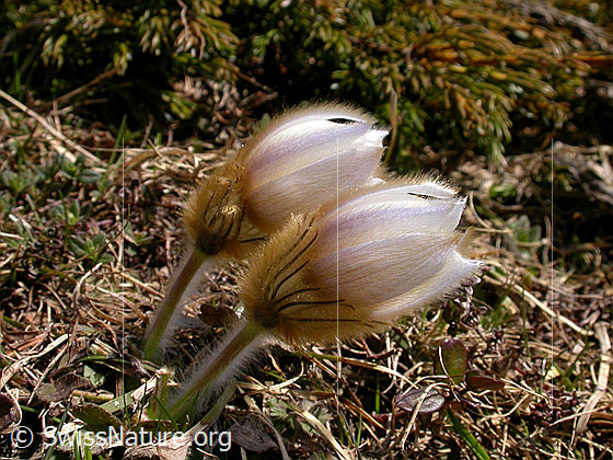 Foto: Pelzanemonen, Frühlingsanemone 
Lat.: Pulsatilla vernalis