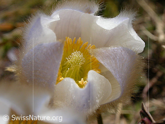 Foto: Blüte der Pelzanemonen, Frühlingsanemone 
Lat.: Pulsatilla vernalis