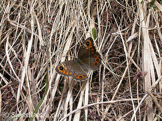 Photo: Lasiommata petropolitana. Female. Wings open. View from above.
Lat.: Lasiommata petropolitana
Family: Nymphalidae
Subfamily: Satyrinae