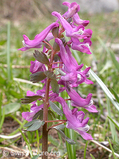 Foto: Festknolliger Lerchensporn (Corydalis solida). Blüten.
Umgebung: Alpweide.
Lat.: Corydalis solida 
Familie: Papaveraceae (Mohngewächse)
Unterfamilie: Fumarioideae (Erdrauchgewächse)