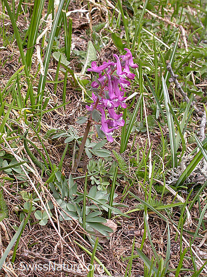 Foto: Festknolliger Lerchensporn (Corydalis solida). Ganze Pflanze.
Umgebung: Alpweide.
Lat.: Corydalis solida 
Familie: Papaveraceae (Mohngewächse)
Unterfamilie: Fumarioideae (Erdrauchgewächse)