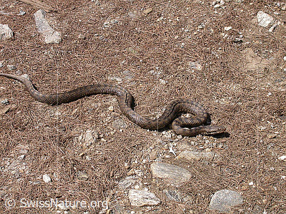Aspisviper (Vipera aspis) in Angrifsstellung