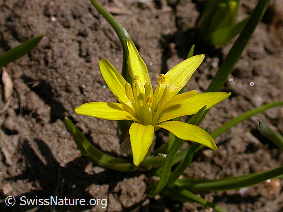 Foto: Röhriger Gelbstern, Blüte 
Lat.: Gagea fistulosa