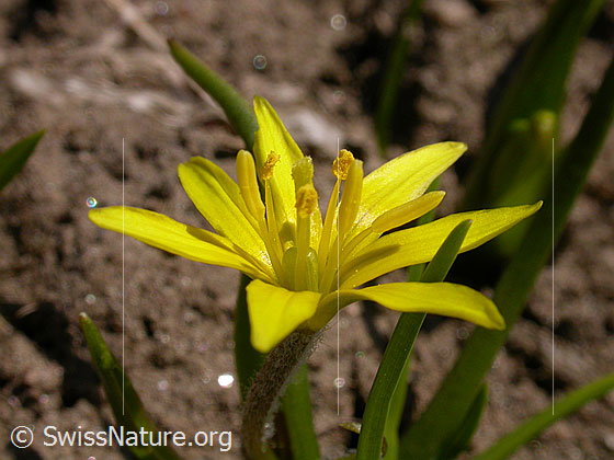 Foto: Röhriger Gelbstern, Blüte 
Lat.: Gagea fistulosa