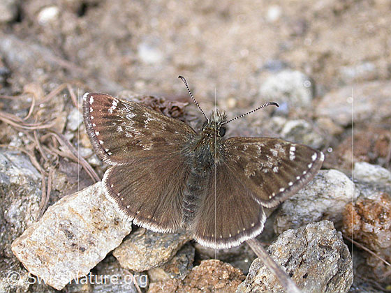 Foto: Dunkler Dickkopffalter. Ansicht von oben.
Lat.: Erynnis tages
Familie: Hesperiidae (Dickkopffalter)