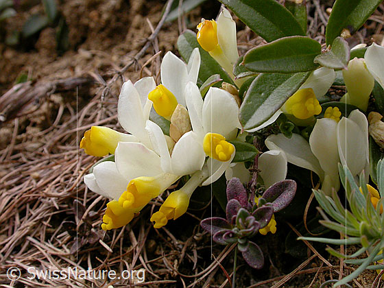 Foto: Buchsblättrige Kreuzblume 
Lat.: Polygala Chamaebuxus 
Familie: Polygalacea