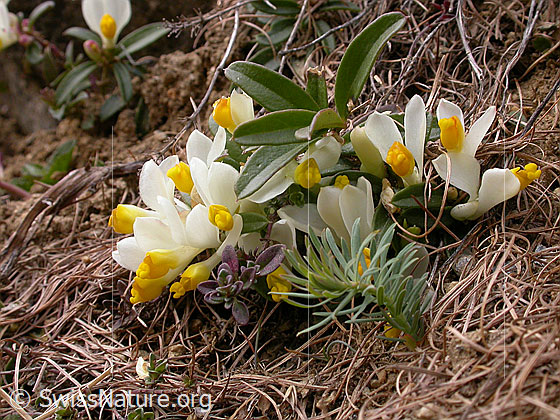 Foto: Buchsblättrige Kreuzblume 
Lat.: Polygala Chamaebuxus 
Familie: Polygalacea