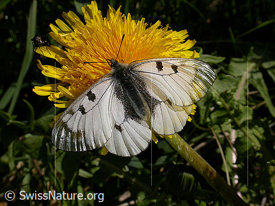 Foto: Schwarzer Apollo auf gelber Blüte
Lat.: Parnassius mnemosyne
Familie: Papilionidae (Ritterfalter)