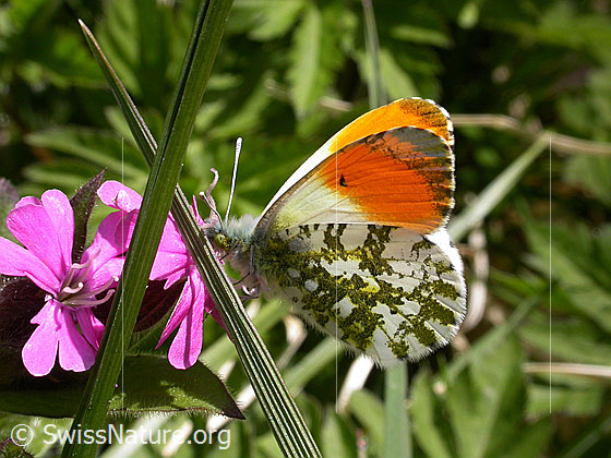 Photo: Anthocharis cardamines on Silene dioica. Male. Wings closed. View from the side.