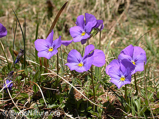 Foto: Langspornige Stiefmütterchen 
Lat.: Viola calcarate 
Familie: Violacea
