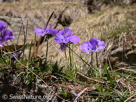 Foto: Langspornige Stiefmütterchen 
Lat.: Viola calcarate 
Familie: Violacea