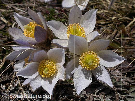 Foto: Blüte der Pelzanemonen, Frühlingsanemone 
Lat.: Pulsatilla vernalis 
Familie: Ranunculaceae