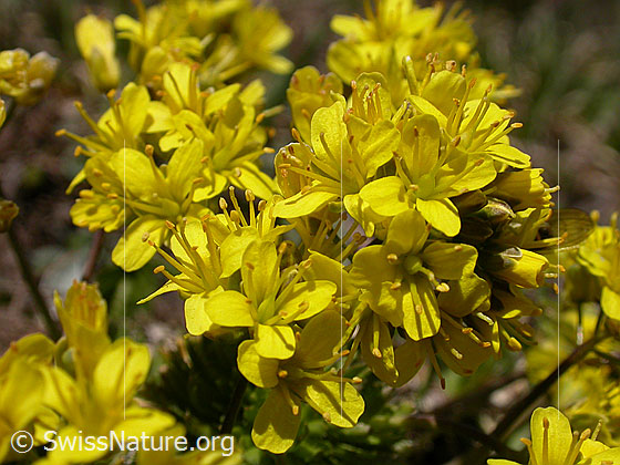 Immergrünes Felsenblümchen, Blüten