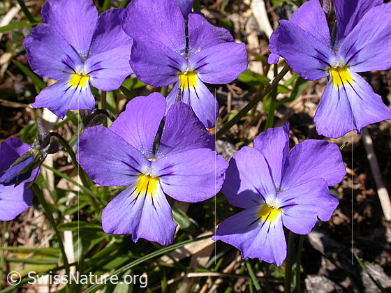Foto: Langspornige Stiefmütterchen, 5 Blüten 
Lat.: Viola calcarate
Familie: Violacea