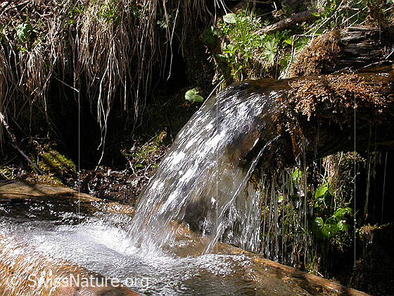 Foto: Wasser, welches aus Holzleitung in Brunnen fliesst.