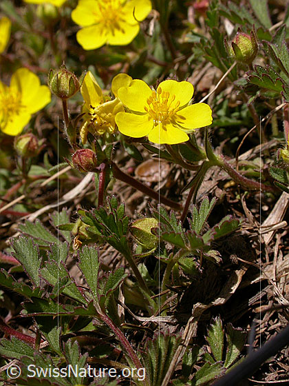 Foto: Frühlings-Fingerkraut 
Lat.: Potentilla neumanniana 
Familie: Rosaceae (Rosengewächse)