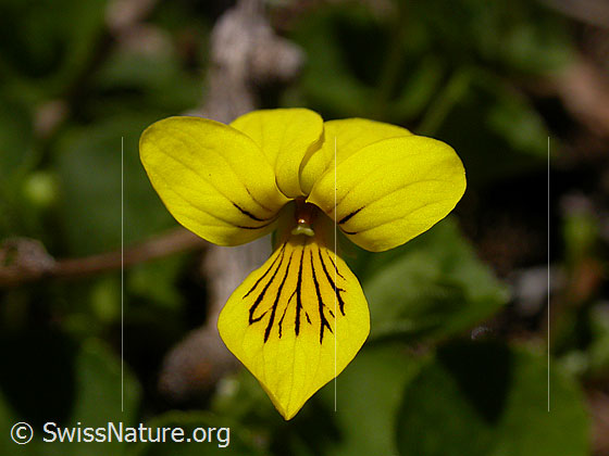 Blüte des gelben Bergveilchens
