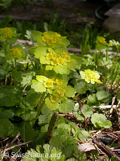 Foto: Wechselblättriges Milzkraut. Ganze Pflanze (Habitus).
Lat.: Chrysosplenium alternifolium 
Familie: Saxifragaceae (Steinbrechgewächse)
Gattung: Chrysosplenium (Milzkräuter)