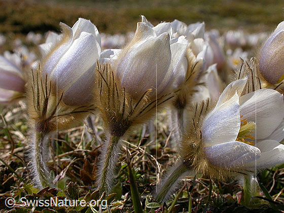 Foto: Blüte der Pelzanemonen, Frühlingsanemone 
Lat.: Pulsatilla vernalis 
Familie: Ranunculaceae (Hahnenfussgewächse)
Unterfamilie: Ranunculoideae
Gattung: Pulsatilla