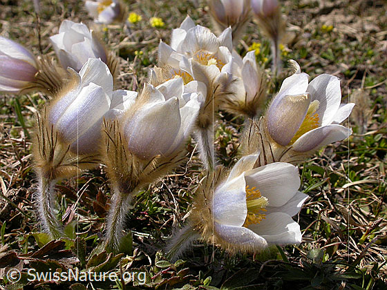 Foto: Blüte der Pelzanemonen, Frühlingsanemone 
Lat.: Pulsatilla vernalis 
Familie: Ranunculaceae