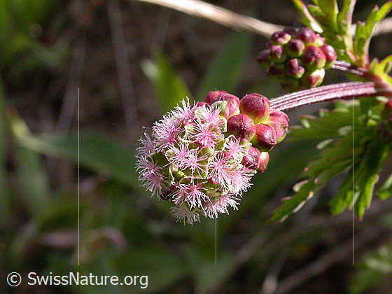 Foto: Wahrscheinlich Kleiner Wiesenknopf (Sanguisorba minor). Blütenstand. 
Lat.: Sanguisorba minor
Familie: Rosaceae (Rosengewächse)
Gattung: Sanguisorba (Wiesenknopf)
