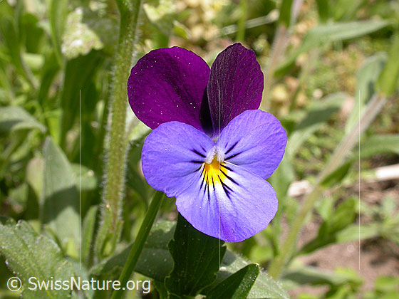 Foto: Echtes Stiefmütterchen, Blüte 
Lat.: Viola tricolor 
Familie: Violaceae