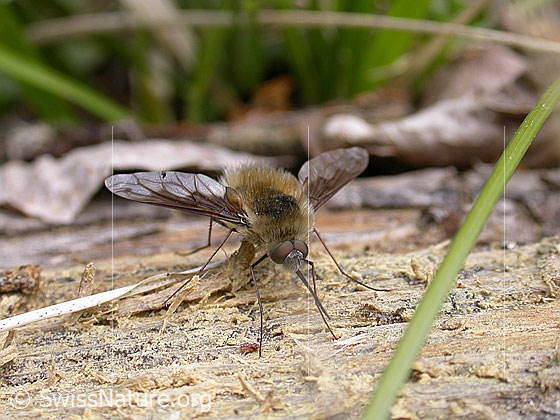 Foto: Grosser Wollschweber (Bombylius major). Auf Holzstück sitzend.