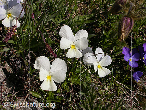 Foto: Langspornige Stiefmütterchen mit weisser Blüte 
Lat.: Viola calcarate 
Familie: Violacea