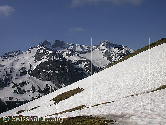 Foto: Schinhörner von NE (Wyssi)
