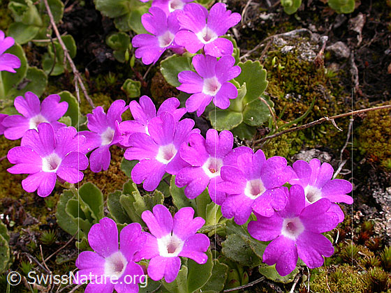 Foto: Rote Felsen-Primel 
Lat.: Primula hirsuta. 
Familie: Primulaceae