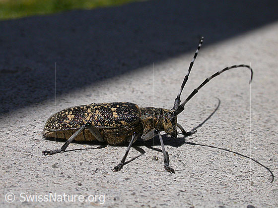 Foto: Schusterbock (Monochamus sutor). Wird auch Einfarbiger Langhornbock genannt. Ansicht von der Seite.