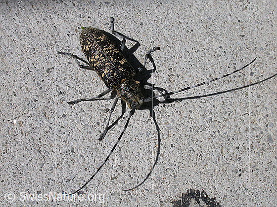 Foto: Schusterbock (Monochamus sutor). Wird auch Einfarbiger Langhornbock genannt. Ansicht von vorne oben.