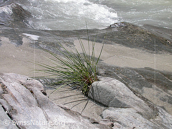 Foto: Grasbüschel, welcher aus Spalte in abgeschliffenem Fels wächst. Im Hintergrund ist Wasser und Triebsand zu sehen.