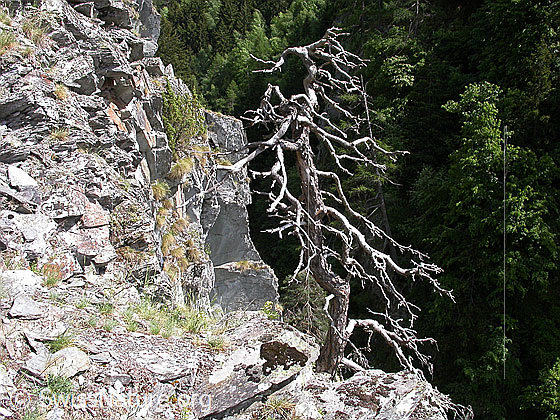 Foto: Dürrer Baum in Felswand.