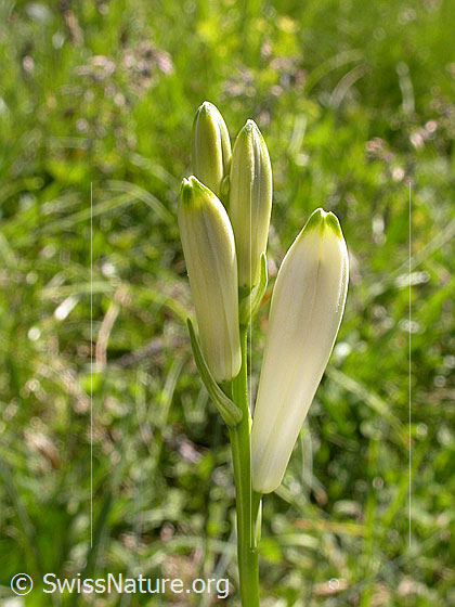 Foto: Weisse Trichterlilie, mehrere Knospen. 
Lat.: Paradisea liliastrum 
Famile: Liliaceae