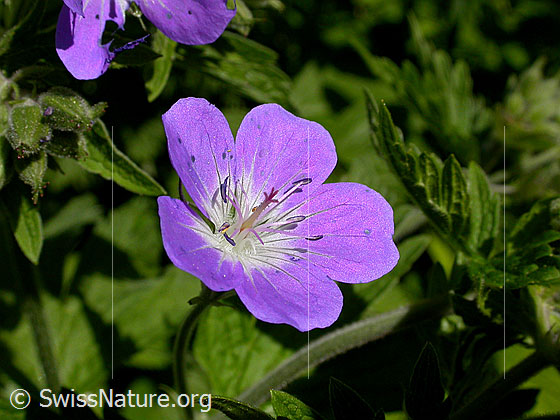 Foto: Wald-Storchschnabel (Geranium sylvaticum). Blüte.
Umgebung: Bergtal, ca. 1900m ü.M.
Lat.: Geranium sylvaticum 
Familie: Geraniaceae (Storchschnabelgewächse)