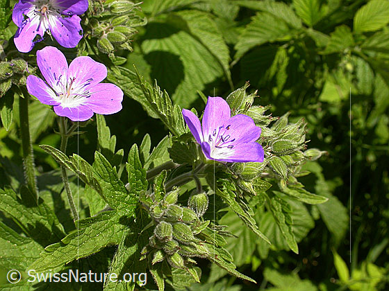 Foto: Wald-Storchschnabel 
Lat.: Geranium sylvaticum 
Familie: Geraniaceae