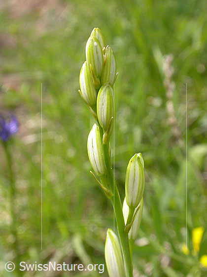 Foto: Astlose Graslilie, Knospen 
Lat.: Anthericum liliago 
Familie: Asparagaceae (Spargelgewächse)