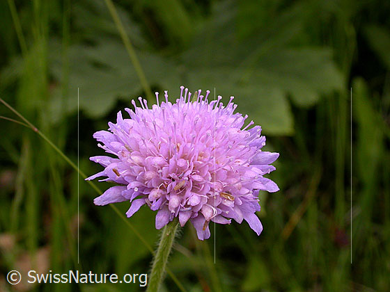 Foto: Wald-Witwenblume, Blüte 
Lat.: Knautia dipsacifolia 
Familie: Dipsacaceae (Geissblattgewächse)