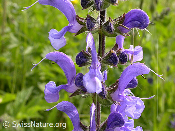 Foto: Wiesen-Salbei, Blüte 
Lat.: Salvia pratensis 
Familie: Lamiaceae