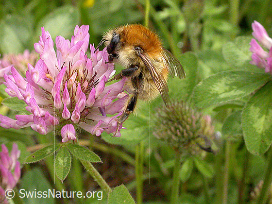 Photo: Bombus pascuorum on Trifolium pratense. Length 9 - 15mm. View from the side.