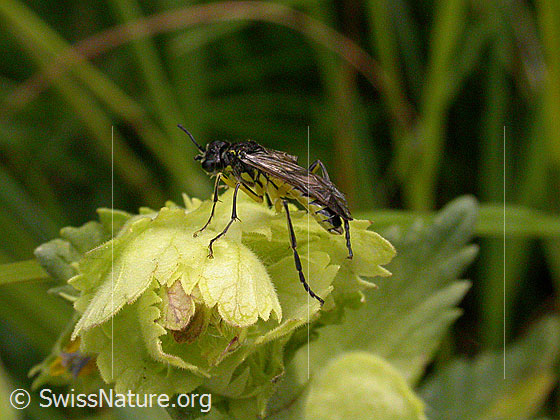 Foto: Echte Blattwespe, Ansicht von der Seite 
Lat.: ev. Tenthredinidae arcuata