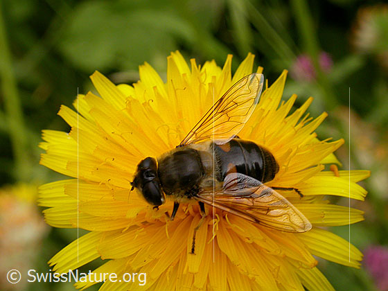Photo: Eristalis tenax on Taraxacum officinale. Female. View from above.

Fly
Lat.: Eristalis tenax
Family: Syrphidae
Genus: Eristalis

Flower
Lat.: Taraxacum officinale
Family: Asteraceae
Subfamily: Cichorioideae
Genus: Taraxacum