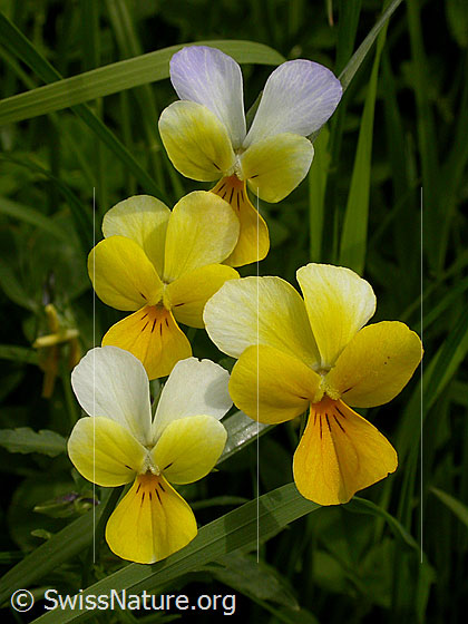 Foto: Zweiblütiges Veilchen 
Lat.: Viola biflora 
Familie: Violaceae