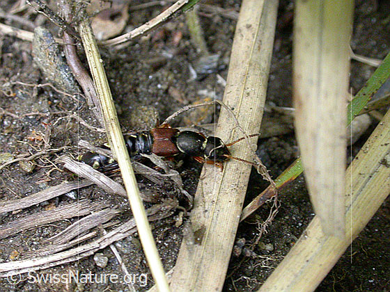 Photo: Staphylinus caesareus. Length 17 - 22mm.
Lat.: Staphylinus caesareus
Family: Staphylinidae
Subfamily: Staphylininae
Genus: Staphylinus