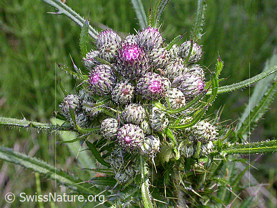 Foto: Sumpf-Kratzdistel 
Lat.:Cirsium palustre 
Familie: Asteraceae