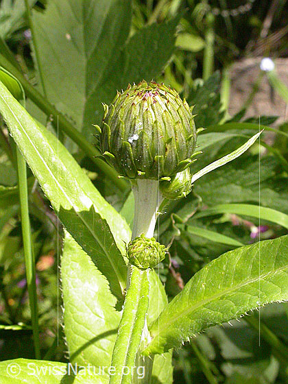 Foto: Verschiedenblättrige Kratzdistel, Knospe mit Blätter 
Lat.: Cirsium helenioides 
Familie. Asteraceae