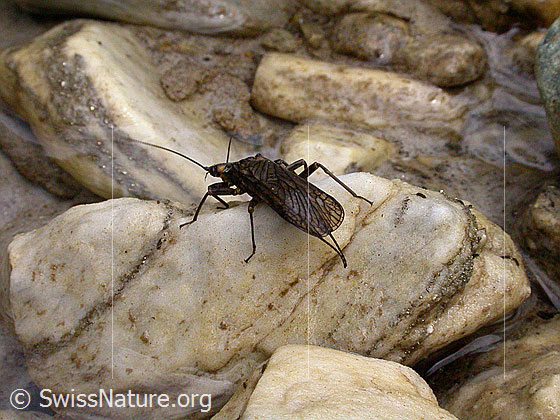 Foto: Steinfliege auf Dolomit-Stein 
Ordnung: Plecoptera