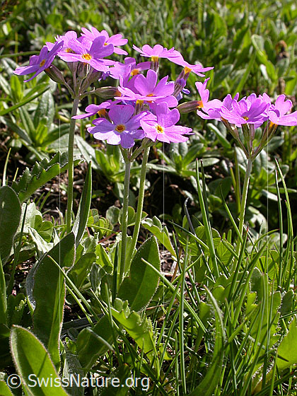 Foto: Mehl-Primel 
Lat.: Primula farinosa 
Familie: Primulaceae